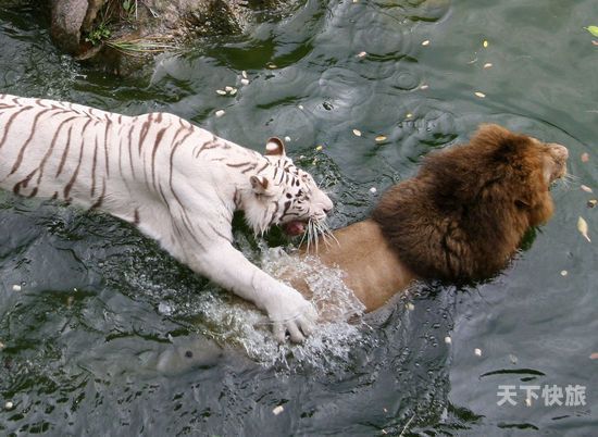 国外动物园狮虎打斗（动物狮虎大战）