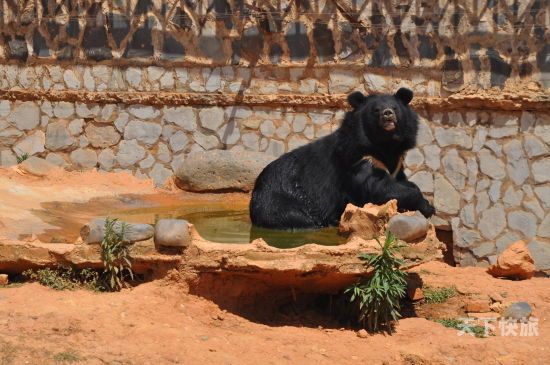 动物园黑熊甜甜（动物园黑熊吃人案）