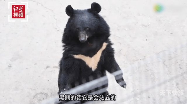 动物园黑熊敬礼（动物园里的黑熊是野生动物吗）