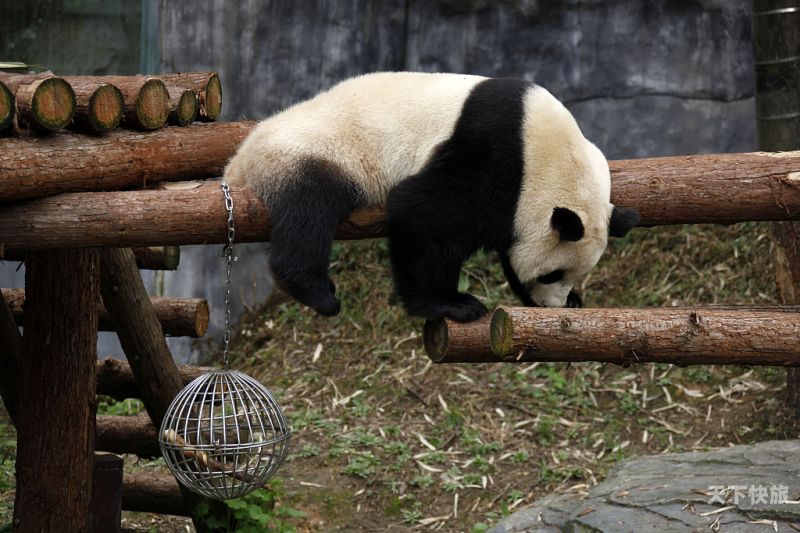 莒南动物园熊猫（临沂动物园大熊猫憨憨最新）