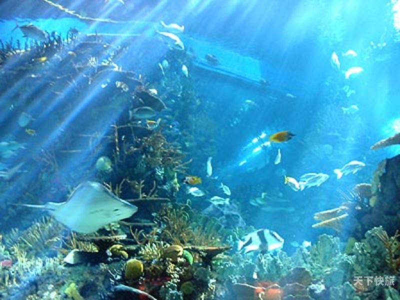 海底动物园免费（海底动物园有哪些动物）