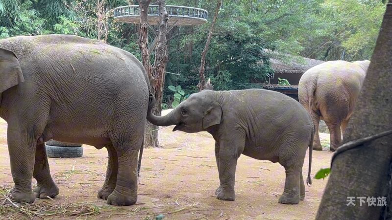 大连动物园大象叫什么（大连动物园里有什么动物?）