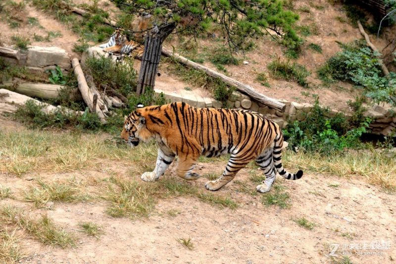 动物园老虎和动物园花豹对比（动物园的老虎和野外的老虎不同之处）